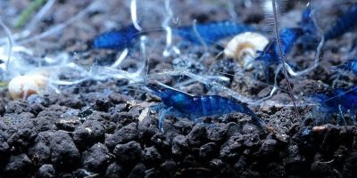 Gambas de Acuario Para Principiantes