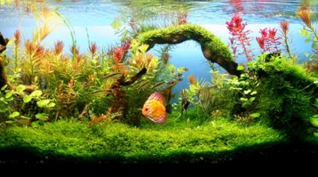 Acuarios. Guía Para Comprar un Acuario Online