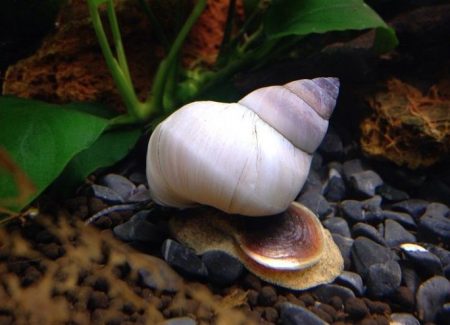 Moluscos