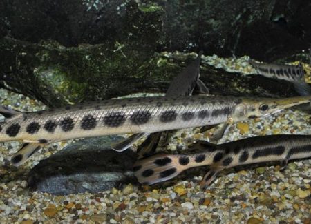 Pejelagarto
