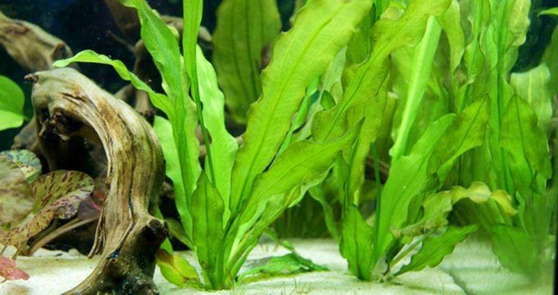 plantas de acuario, espada de marte