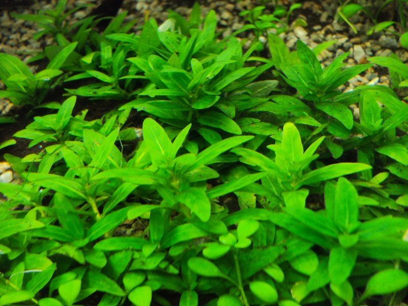 plantas de acuario, staurogyne rubescens