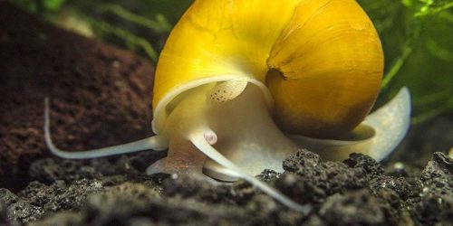 Caracol Manzana