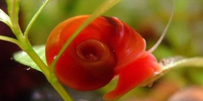 Caracol Planorbis