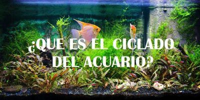 Ciclado del Acuario