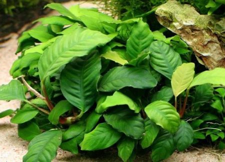 Anubias