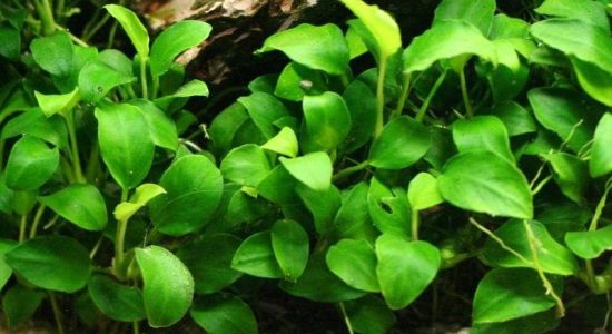Anubias Nana