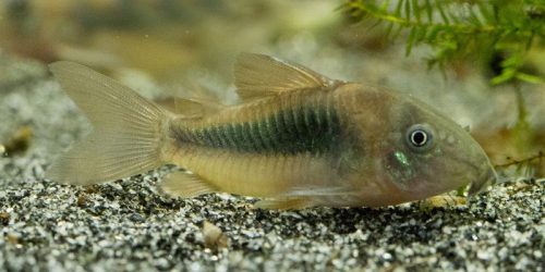 Corydoras Aeneus