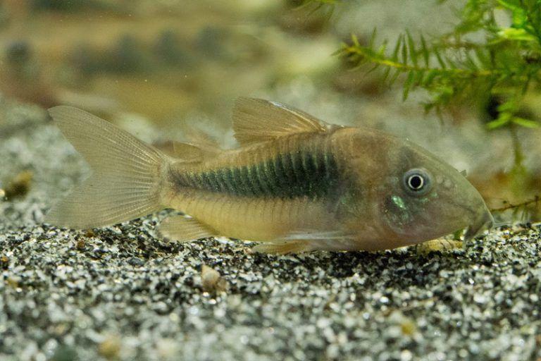 corydoras aeneus