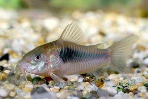 CORYDORAS AENEUS, ficha