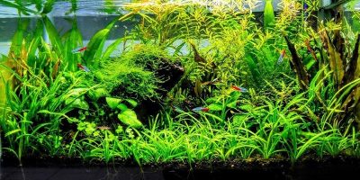 Abono de Plantas de Acuario