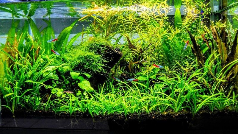 acuario plantado, comprar plantas para acuario