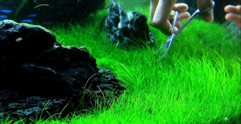 aquascaping, puntos olvidados
