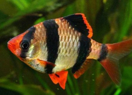 Barbo Tigre