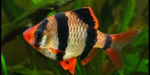 Barbo Tigre