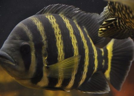 Tilapia