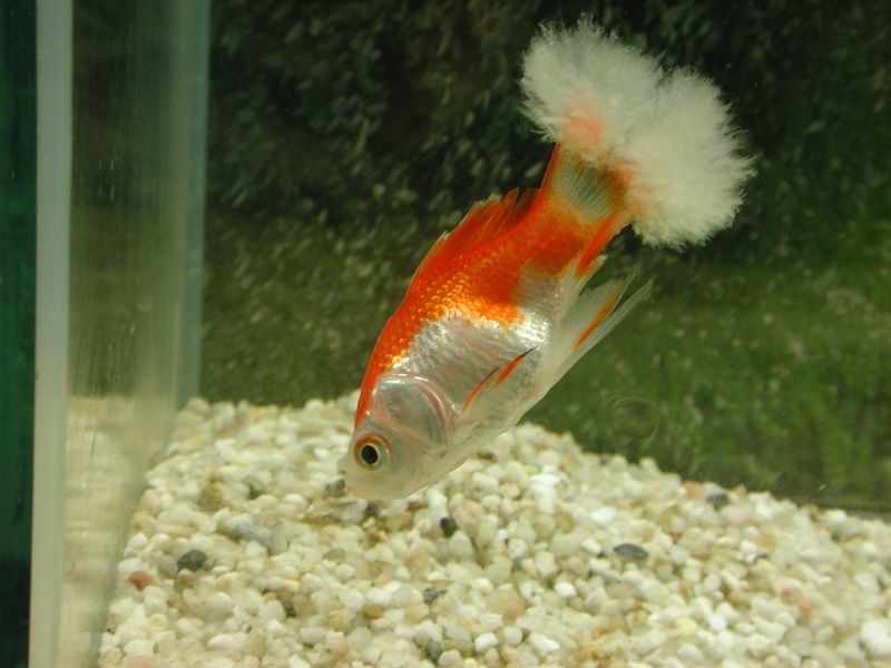 enfermedades de los peces de acuario