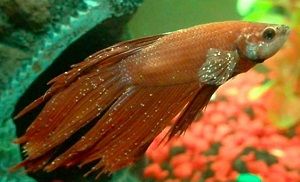 enfermedades de los peces, punto blanco