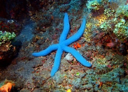 Estrellas de mar