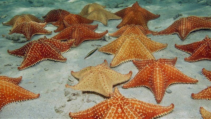 estrellas de mar en el fondo marino