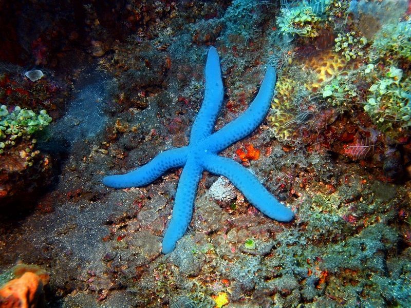 estrellas de mar