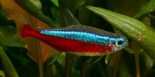 Pez Cardenal, Tetra Cardenal