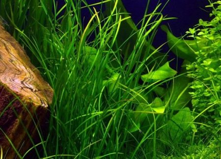Vallisneria