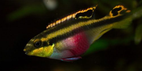 Kribensis