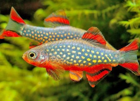 Rasbora Galaxy