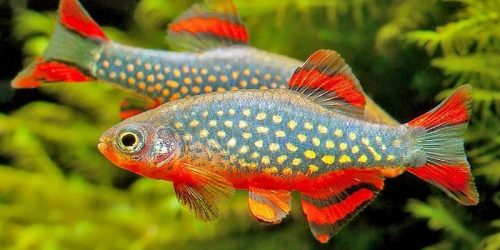 Rasbora Galaxy