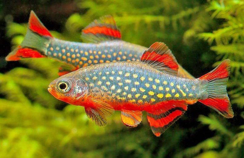 rasbora galaxy, danio margaritatus