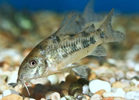 Corydoras