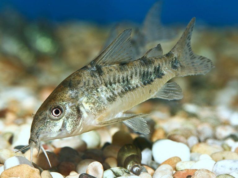 corydoras ficha