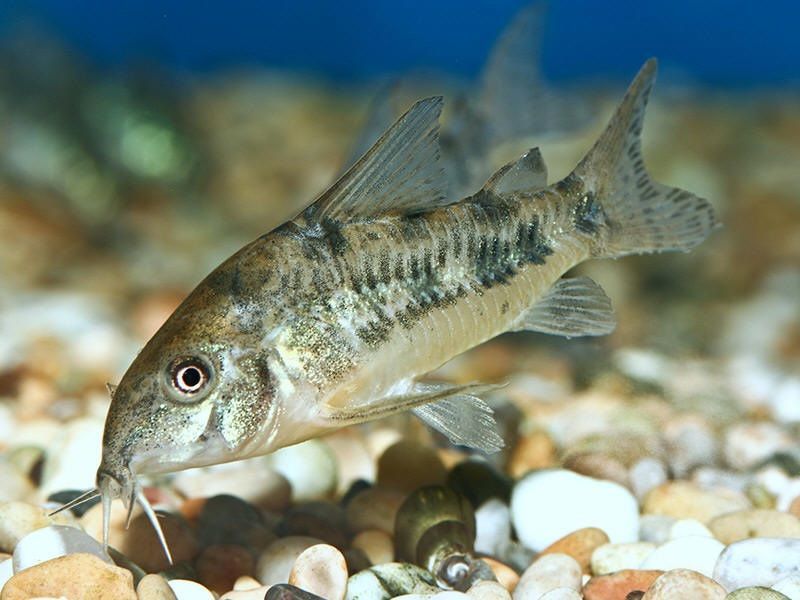corydoras ficha