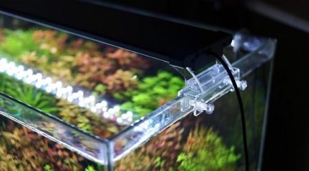 Iluminación en el Acuario