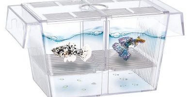 Mejores Parideras Para Peces