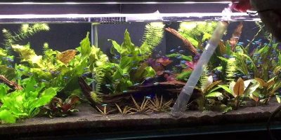 El Mejor Sifonador Para Acuario