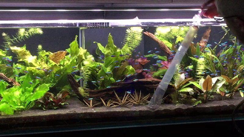 sifonador de acuario