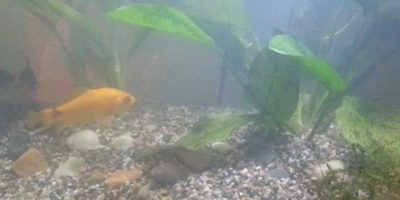 Agua Turbia en el Acuario. Causas y Soluciones