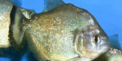 Piraña
