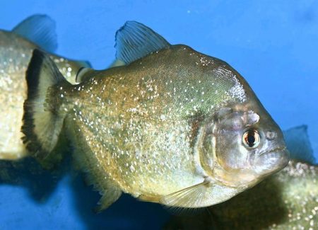 Piraña