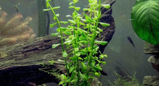 Bacopa Monnieri