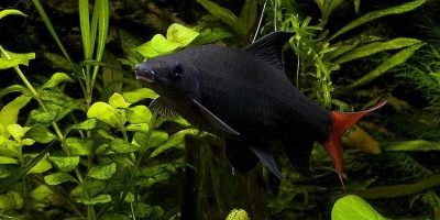 Labeo Bicolor
