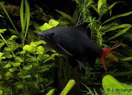 Labeo Bicolor