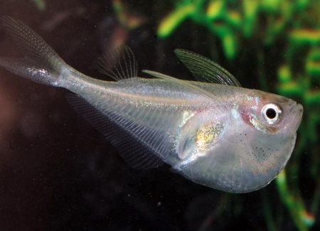 Gasteropelécidos