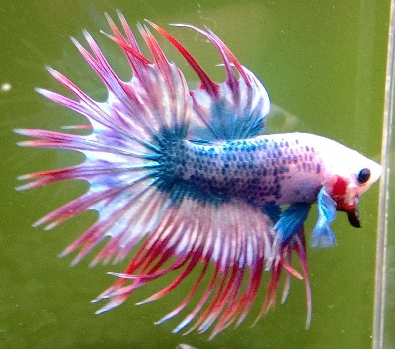 pez betta corona