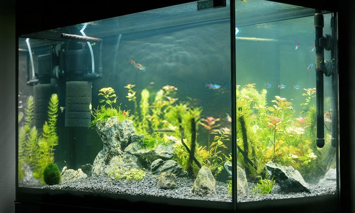 como colocar filtro interno acuario
