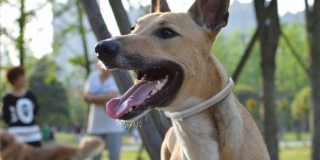 Collares Antiparasitarios Para Perros
