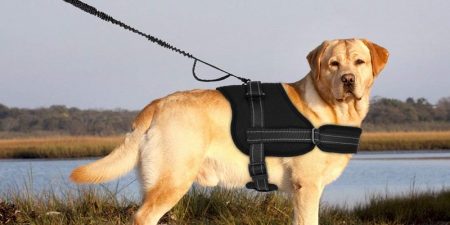 Mejor Arnés Para Perros