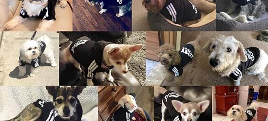 Mejor Ropa Para Perros